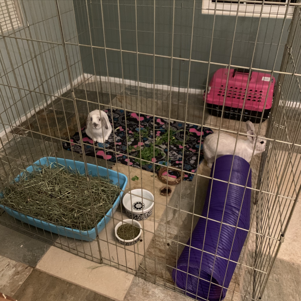 Pawsitive Boarding – A positive boarding experience for your small animals